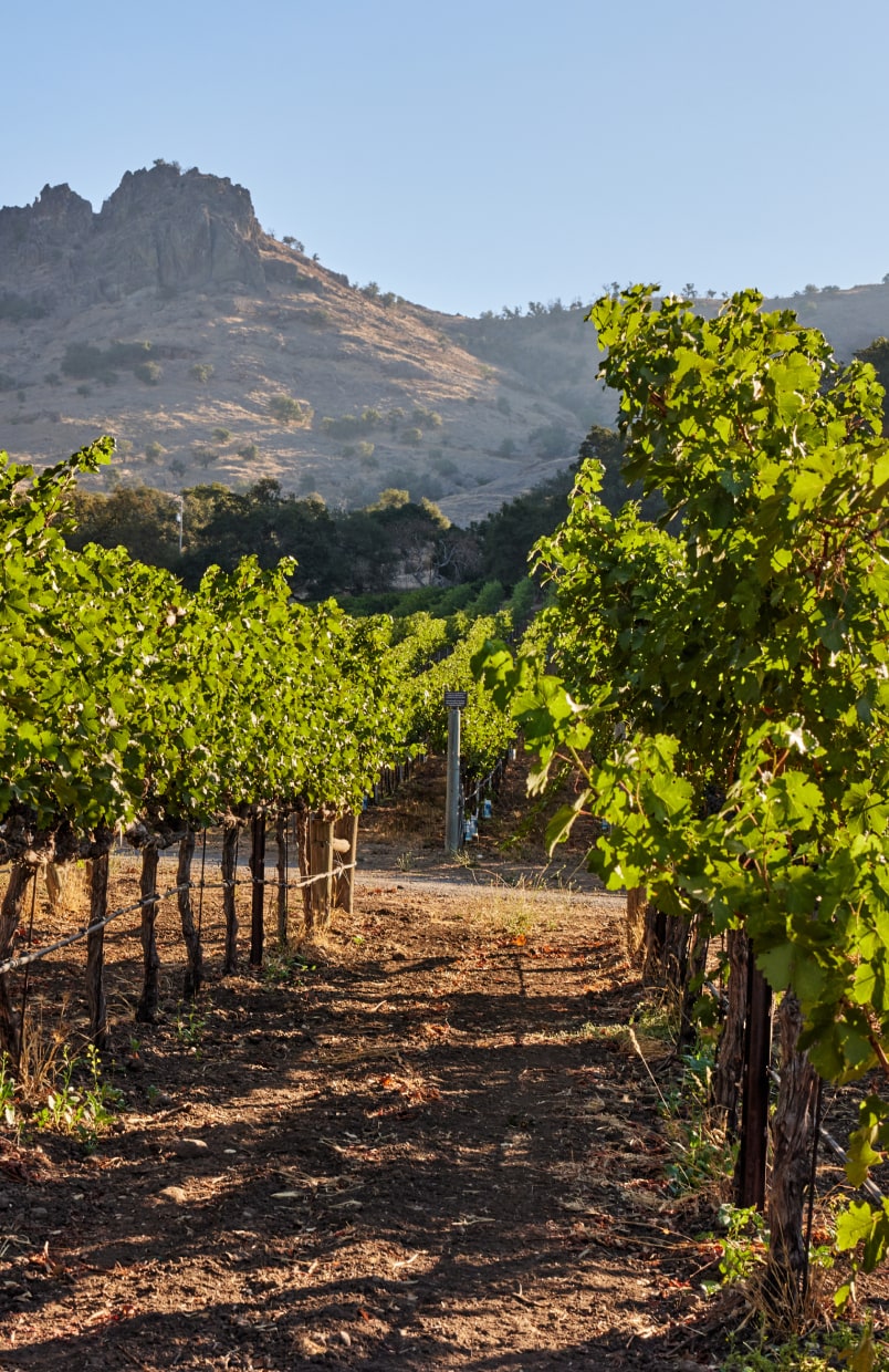 Stag's Leap Wine Cellars